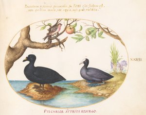 Tafel 27: Eine Ente (?), ein Blässhuhn und ein Rosenfink (?) von Joris Hoefnagel