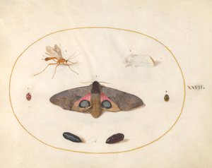 Zwei Motten, zwei Puppen und andere Insekten (Tafel 27)