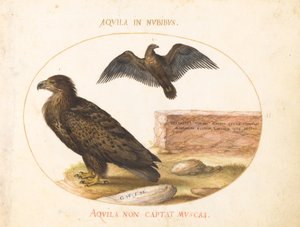 Teller 2: Zwei Adler