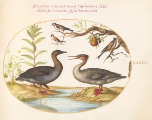 Tafel 31: Ente, Gänsesäger und drei Stieglitze von Joris Hoefnagel