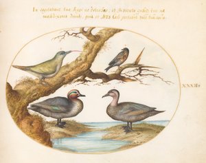 Tafel 32: Eine Grünflügelente, ein junger Grünspecht und zwei andere Vögel von Joris Hoefnagel