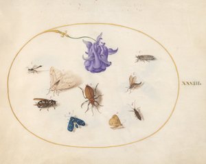Tafel 33: Motte und Schmetterling mit anderen Insekten und einer Akeleiblume