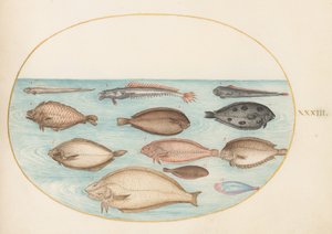 Tafel 33: Seezunge und andere Plattfische mit Bandfisch(?) von Joris Hoefnagel