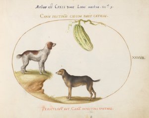 Tafel 37: Zwei Spaniels mit einem Kürbis