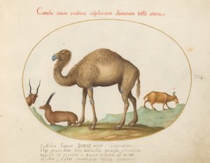 Teller 3: Kamel, Steinbock und Ziege