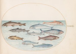 Teller 41: Weißfisch(?) und andere Fische von Joris Hoefnagel