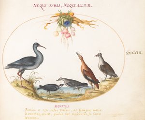 Tafel 43: Strandläufer und andere Küstenvögel bewundern einen Blumenkranz von Joris Hoefnagel