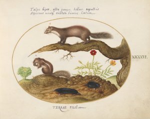 Tafel 46: Steinmarder, Streifenhörnchen und Maulwürfe mit einer Ringelblume und einem Salat