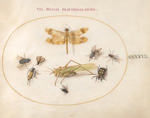 Tafel 47: Eine Libelle, eine Heuschrecke, Stubenfliegen, ein Aaskäfer, ein Blumenbockkäfer und andere Insekten