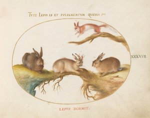 Tafel 47: Ein Hase, "Jackalope", ein Kaninchen und ein geflecktes Eichhörnchen