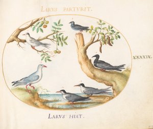 Tafel 49: Möwen mit einem Johannisbrotbaum und einem Pistazienbaum(?)