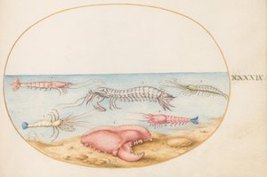 Tafel 49: Fangschreckenkrebs und die Klaue eines europäischen Flusskrebses von Joris Hoefnagel