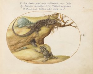Tafel 51: Zwei Eidechsen, eine Kröte oder ein Frosch und eine Raupe