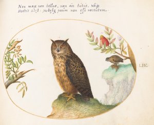 Tafel 54: Eine Eule, mit einer zweiten in der Ferne, die ein Kaninchen frisst von Joris Hoefnagel