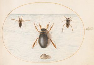 Tafel 57: Ein Tauchkäfer und zwei Ansichten eines Rückenschwimmers von Joris Hoefnagel