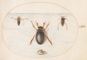 Tafel 57: Ein Schwimmkäfer und zwei Ansichten eines Rückenschwimmers von Joris Hoefnagel