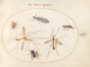 Tafel 58: Eine Biene und fünf andere Insekten von Joris Hoefnagel