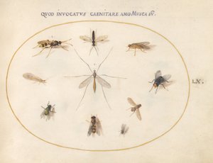 Tafel 60: Fliegen und andere Insekten, ca. 1575/80 von Joris Hoefnagel