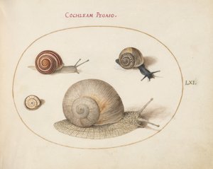 Tafel 61: Vier Schnecken von Joris Hoefnagel