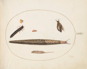 Tafel 64: Leopardschnecke, Laufkäferlarve, eine Rattenschwanzlarve und andere Kreaturen