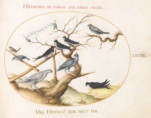 Tafel 68: Ein Schneehuhn, Schwalben und andere Vögel
