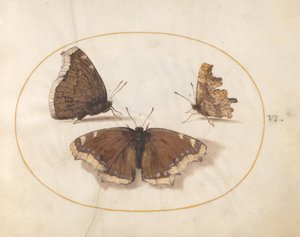 Tafel 6: Zwei Ansichten eines Trauermantels (Camberwell Beauty) Schmetterlings mit einem C-Schmetterling von Joris Hoefnagel