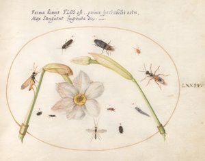 Tafel 74: Insekten mit weißen Narzissen