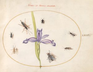 Tafel 75: Eine Fliege und andere Insekten mit einer Iris