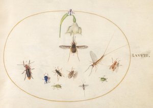 Tafel 77: Gefleckter Wollschweber mit einer weißen Blume, einer Eintagsfliege, einem blauen Rüsselkäfer und anderen Insekten von Joris Hoefnagel