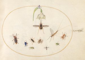 Tafel 77: Taubenschwänzchen mit einer weißen Blume, blauen und grünen Rüsselkäfern und anderen Insekten