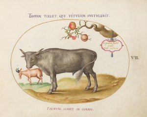 Tafel 7: Ein Stier und ein gehörntes Tier