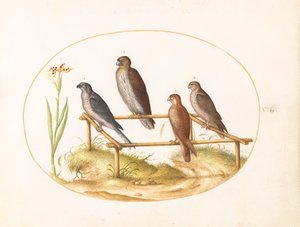 Tafel 7: Vier Raubvögel auf einem Holzrahmen