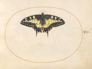 Tafel 7: Schwalbenschwanz-Schmetterling