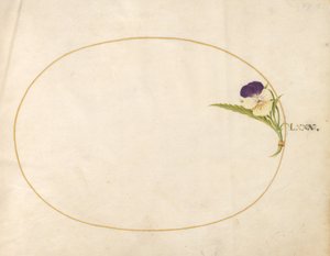 Tafel 80: Lila und gelbe Viola von Joris Hoefnagel