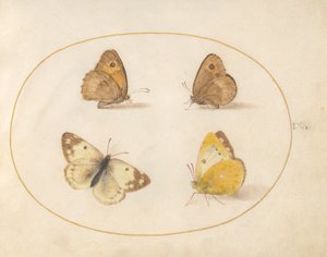 Tafel 9: Wiesenbraunauge, Schornsteinfeger, Postillon und Bath-Weißling