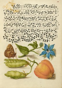 Speckled Wood, Talewort, Garten-Erbse und Laternenpflanze