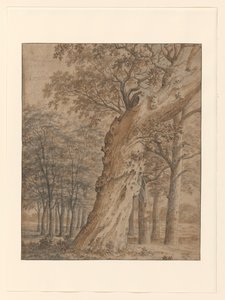 Alte Eiche in einem Wald von Joris van der Haagen