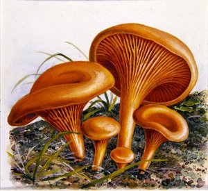 Studie von Pilzen