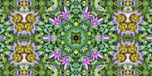 Kreaturen: Ameisen im Passionsblumenfeld