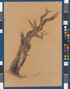 Kahler Baum - Baumstudie von Josef Kriehuber