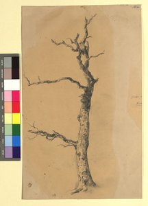 Studie eines kahlen Baumes von Josef Kriehuber