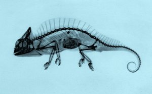 Historisches Röntgenbild eines Kammchamäleons (Trioceros cristatus) 1896