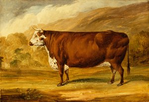 Ein Hereford-Bulle von Joseph Dunn