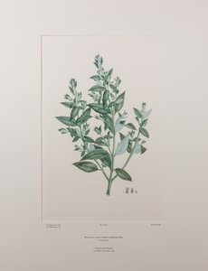 Haloragis erecta (Haloragidaceae) - Tafel 439, Banks