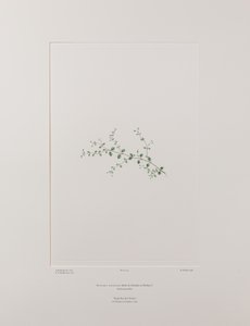 Stellaria parviflora (Caryophyllaceae) - Tafel 415, Banks