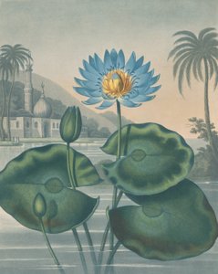Die blaue ägyptische Wasserlilie, 11. September 1804