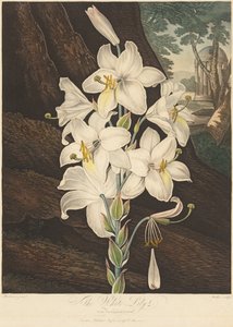 Der Tempel der Flora oder Garten der Natur: Weiße Lilie mit bunten Blättern..., 1800