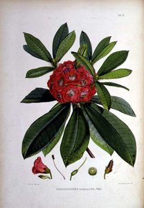 Rhododendron: Barbatum, Lithographie von Walter Hood Fitch von Joseph Dalton Hooker