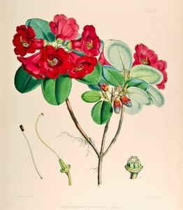 Rhododendron thomsonii, 1895 von Joseph Dalton Hooker