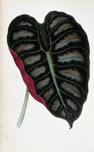 Blatt von Alocasia metallica